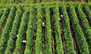 Điểm du lịch tâm linh sinh thái núi Dành 